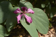 Bauhinia purpur kwiat obrazy royalty free Bauhinia purpur kwiat obrazy royalty free