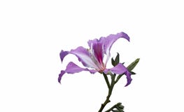 Bauhinia purpurea Blume lokalisiert auf weißem Hintergrund lizenzfreies stockfoto Bauhinia purpurea Blume lokalisiert auf weißem Hintergrund lizenzfreies stockfoto