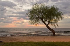 Baum bei Sonnenaufgang Stockbilder Baum bei Sonnenaufgang Stockbilder