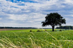 Baum in der grünen Landschaft in Niederstetten, entlang Weg nannte Romantische Strasse, Deutschland stockbild Baum in der grünen Landschaft in Niederstetten, entlang Weg nannte Romantische Strasse, Deutschland stockbild