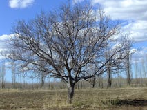 Baum des Lebens stockbilder Baum des Lebens stockbilder