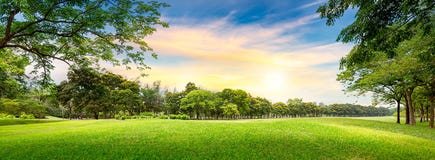 Baum im Golfplatz Baum im Golfplatz