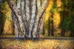 Baum mit vielen Stämmen im Herbstwald Stockbilder Baum mit vielen Stämmen im Herbstwald Stockbilder