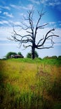 Baum stockbild Baum stockbild