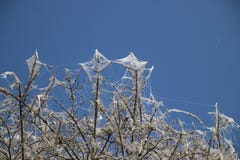Baum wurde durch das Netz weiß, das durch Hermelinmotte im Netherland geschaffen wurde Stockfotos Baum wurde durch das Netz weiß, das durch Hermelinmotte im Netherland geschaffen wurde Stockfotos