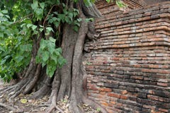 Baum-Wurzeln und Baumrinden mit alten Ziegelstein-W?nden lizenzfreies stockbild Baum-Wurzeln und Baumrinden mit alten Ziegelstein-W?nden lizenzfreies stockbild
