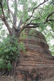 Baum-Wurzeln und Baumrinden mit großem altem Stupa lizenzfreie stockfotos Baum-Wurzeln und Baumrinden mit großem altem Stupa lizenzfreie stockfotos