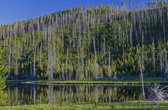 Baumreflexion in einem See in Yellowstone lizenzfreies stockfoto Baumreflexion in einem See in Yellowstone lizenzfreies stockfoto