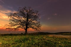 Baumschattenbild und ein bunter Sonnenuntergang lizenzfreies stockfoto Baumschattenbild und ein bunter Sonnenuntergang lizenzfreies stockfoto