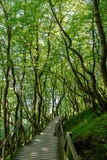 Baumweg bei Montag lizenzfreie stockfotografie Baumweg bei Montag lizenzfreie stockfotografie