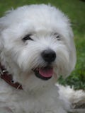 Baumwolle-De-Tulear Hunde-Madagaskars Bishon lizenzfreies stockbild Baumwolle-De-Tulear Hunde-Madagaskars Bishon lizenzfreies stockbild