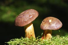 Bay Bolete Stock Images Bay Bolete Stock Images