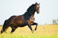 Bay horse in freedom runs gallop Royalty Free Stock Photos Bay horse in freedom runs gallop Royalty Free Stock Photos