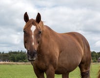 Bay horse in the pasture Royalty Free Stock Photos Bay horse in the pasture Royalty Free Stock Photos