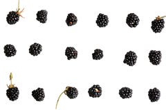 Baya de Blackberry en una opinión superior del fondo blanco de un modelo fresco de las bayas del verano plano del estilo imagen de archivo libre de regalías Baya de Blackberry en una opinión superior del fondo blanco de un modelo fresco de las bayas del verano plano del estilo imagen de archivo libre de regalías