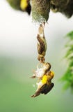Baya weavers at nest Baya weavers at nest
