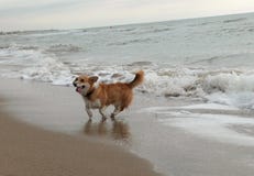 Beach day Stock Image Beach day Stock Image