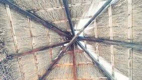 Beach leaf canopy bottom view royalty free stock photography Beach leaf canopy bottom view royalty free stock photography
