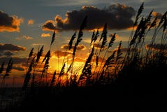 Beach Sunrise Through Sea Oats royalty free stock photos Beach Sunrise Through Sea Oats royalty free stock photos