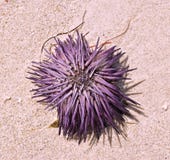 Beached Fresh Purple Violet Sea Urchin drying up on Sand