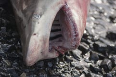 A beached shark on a beach in Muscat, Stock Photography A beached shark on a beach in Muscat, Stock Photography