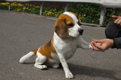 Lovely beagle asks for a reward royalty free stock image Lovely beagle asks for a reward royalty free stock image