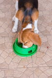 Beagle łasowanie Zdjęcia Royalty Free Beagle łasowanie Zdjęcia Royalty Free