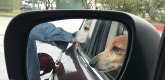 2 dogs in the car royalty free stock photos 2 dogs in the car royalty free stock photos