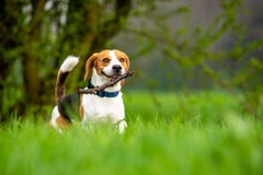 Beagle del perro que corre y que salta con el palillo a través de campo de hierba verde en una primavera fotos de archivo libres de regalías Beagle del perro que corre y que salta con el palillo a través de campo de hierba verde en una primavera fotos de archivo libres de regalías