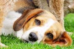 Beagle Dog Stock Photos Beagle Dog Stock Photos