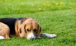 Beagle dog lying on the green grass. stock photo Beagle dog lying on the green grass. stock photo