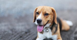 Beagle dog sits on the road. Royalty Free Stock Photography Beagle dog sits on the road. Royalty Free Stock Photography