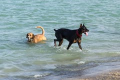 Beagle mieszanka i Doberman Pinscher w psie parkujemy retencyjnego staw obraz stock Beagle mieszanka i Doberman Pinscher w psie parkujemy retencyjnego staw obraz stock