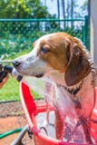 Beagle mix hound getting rinsed off from his bath on a hot summer day stock images Beagle mix hound getting rinsed off from his bath on a hot summer day stock images