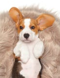 Beagle puppy lying on his back in his basket. royalty free stock images Beagle puppy lying on his back in his basket. royalty free stock images