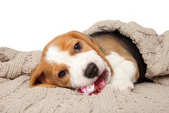 Beagle puppy lying under the blanket stock photography Beagle puppy lying under the blanket stock photography