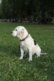 Beagle que se escabulle en un parque de la ciudad fotografía de archivo Beagle que se escabulle en un parque de la ciudad fotografía de archivo