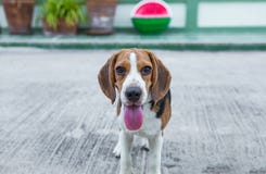 beagle Орегон пляжа стоковое изображение beagle Орегон пляжа стоковое изображение