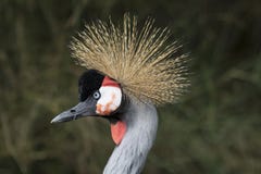 Beak, Bird, Fauna, Crane Like Bird Stock Photography Beak, Bird, Fauna, Crane Like Bird Stock Photography