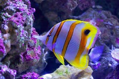 Beaked Coralfish dopłynięcie przy Wielką bariery rafą Beaked Coralfish dopłynięcie przy Wielką bariery rafą