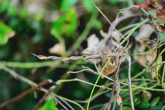 beanstalk royalty free stock photo beanstalk royalty free stock photo