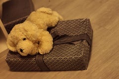 Bear stock image Bear stock image