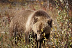 Bear cub in north America royalty free stock photography Bear cub in north America royalty free stock photography