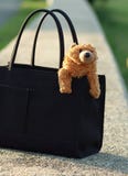 Bear In Purse Stock Photography