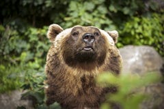 Bear among the leaves royalty free stock photo Bear among the leaves royalty free stock photo