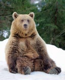 Bear in winter