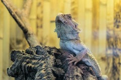 Bearded Agama sits on a wooden branch in terrarium royalty free stock photos Bearded Agama sits on a wooden branch in terrarium royalty free stock photos