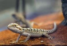 Bearded Dragon. Wildlife bearded dragon reptile in terrarium Stock Images Bearded Dragon. Wildlife bearded dragon reptile in terrarium Stock Images