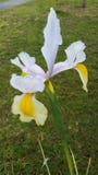 Bearded iris in winter royalty free stock image Bearded iris in winter royalty free stock image