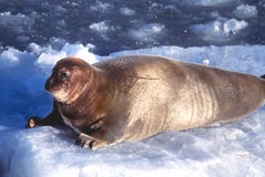 Bearded Seal Stock Photo